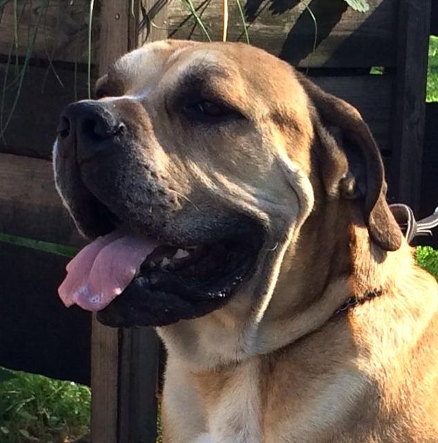 Hoe Leuk is Dat Muffin